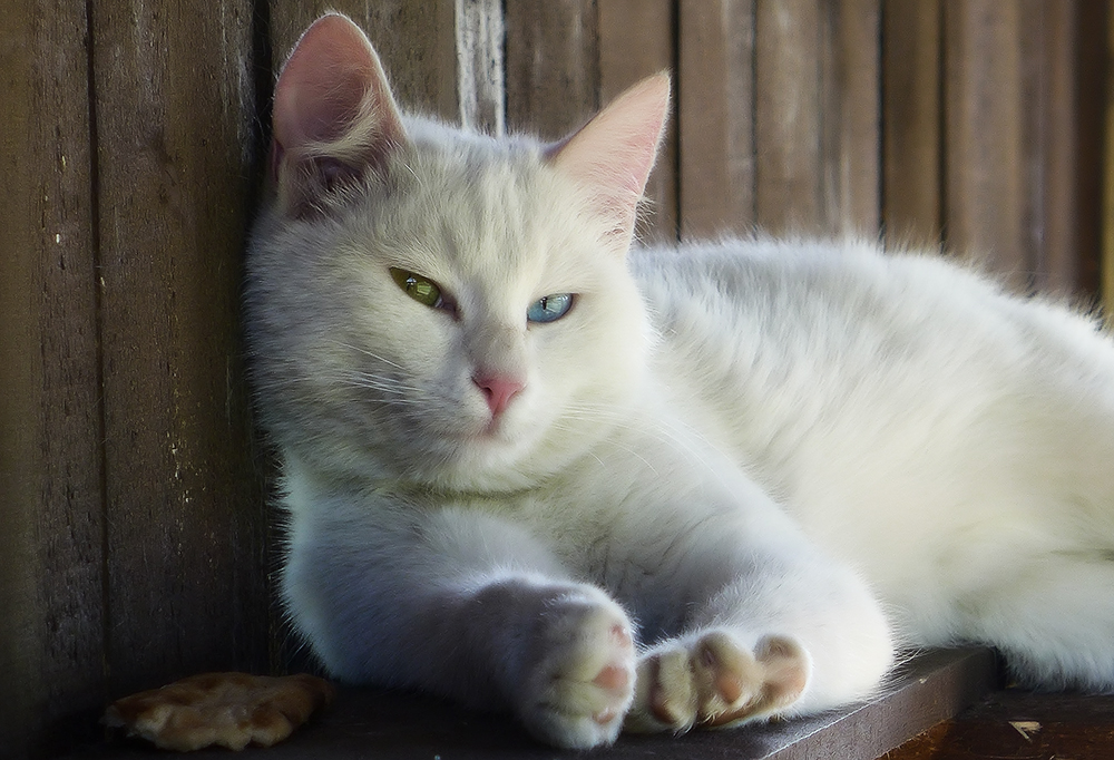 Анатолийская кошка: история породы и особенности содержания