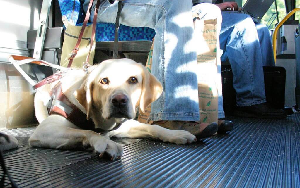 Как перевозить собак в поезде? правила перевозки собак по россии. какие документы нужно собрать для щенка и больших собак?