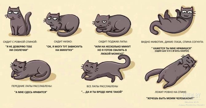 Как понять, что кошка тебя любит: 22 верных признака