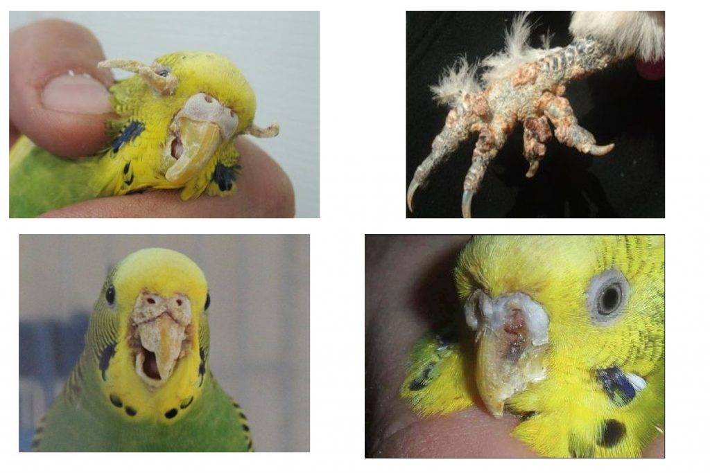 Симптомы клеща у волнистого попугая и лечение
