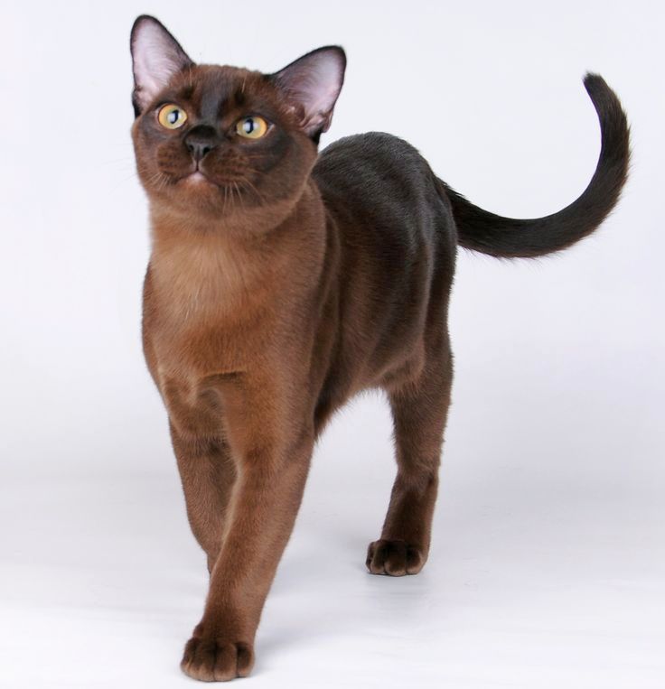 Топ-35 самых красивых пород кошек по мнению владельцев