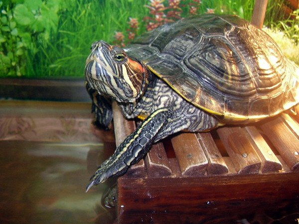Менять воду черепахе. Красноухая черепаха. Водные черепахи. Черепахи домашние водные. Аквариум для красноухой черепахи.