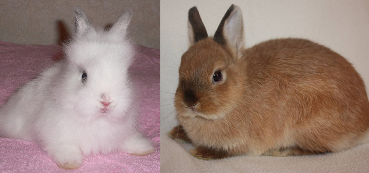 По каким критериям можно определить возраст кролика?