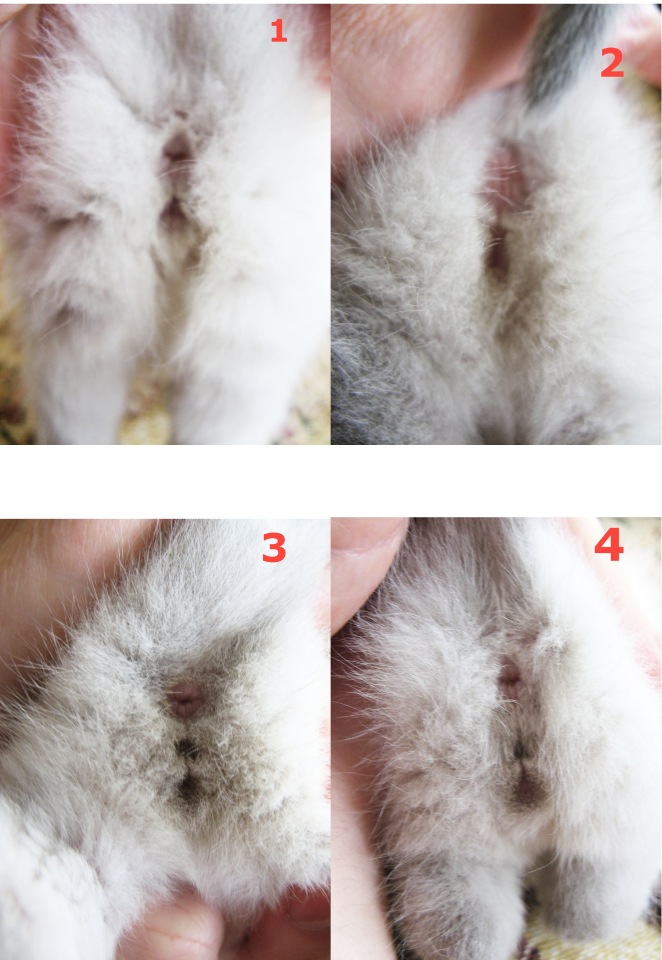 5 проверенных и распространенных способов, как определить пол котенка самостоятельно
5 проверенных и распространенных способов, как определить пол котенка самостоятельно