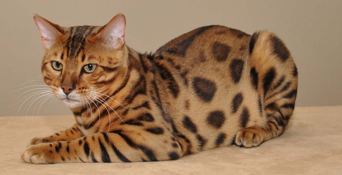 Бенгальская кошка: описание породы, характер, уход и содержание, чем кормить, фото | zoosecrets