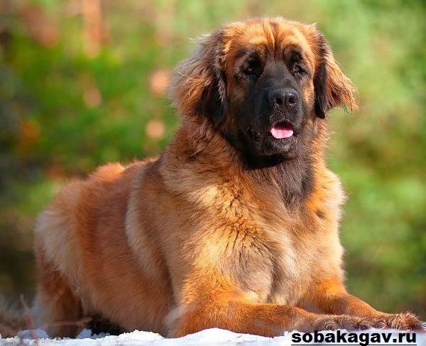 Леонбергер собака: описание породы, фото, цена, продолжительность жизни, внешний вид, окрас, щенки
