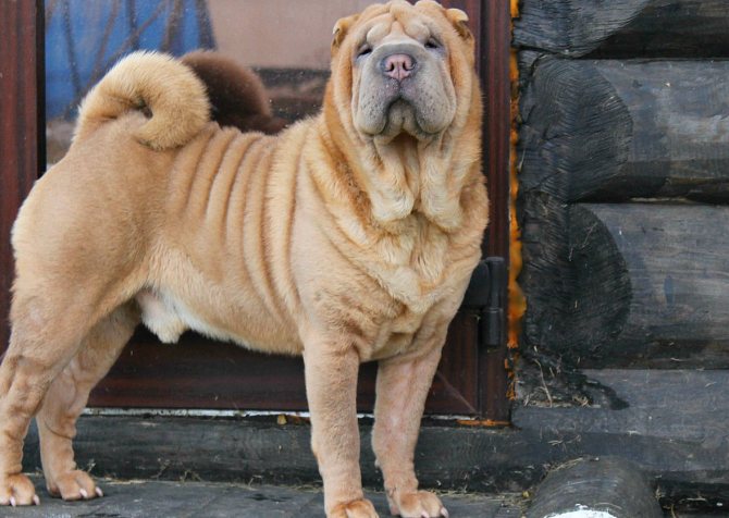 ᐉ породы собак подходящие для охраны частного дома - zoovet24.ru
