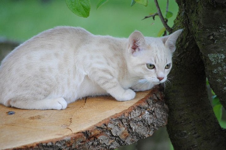 Австралийский мист