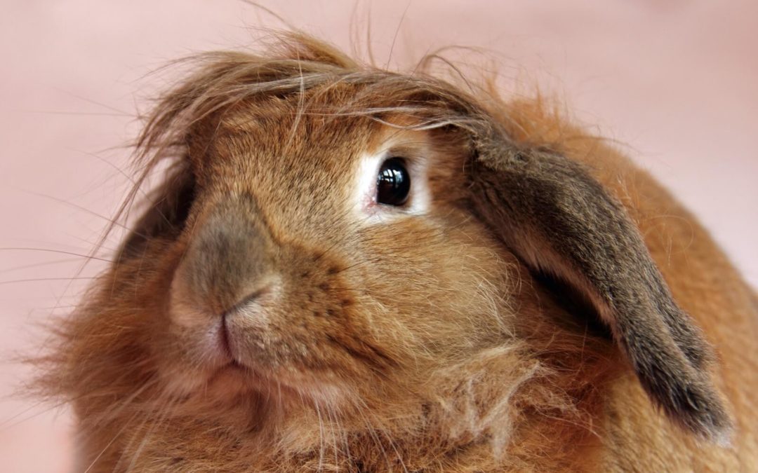 Декоративные породы кроликов (35 фото): виды, их названия и описание. как определить породу кролика?