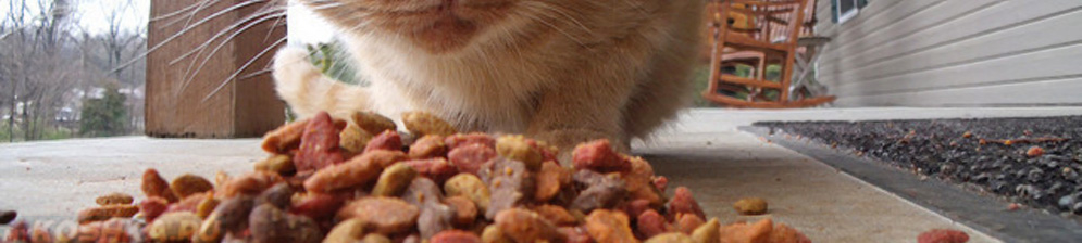 Как правильно кормить кота из шприца?