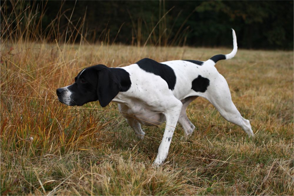 Английский пойнтер: все о собаке, фото, описание породы, характер, цена