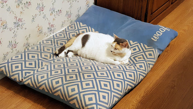 Как отучить котенка писать на кровать и почему кошки мочатся на постель