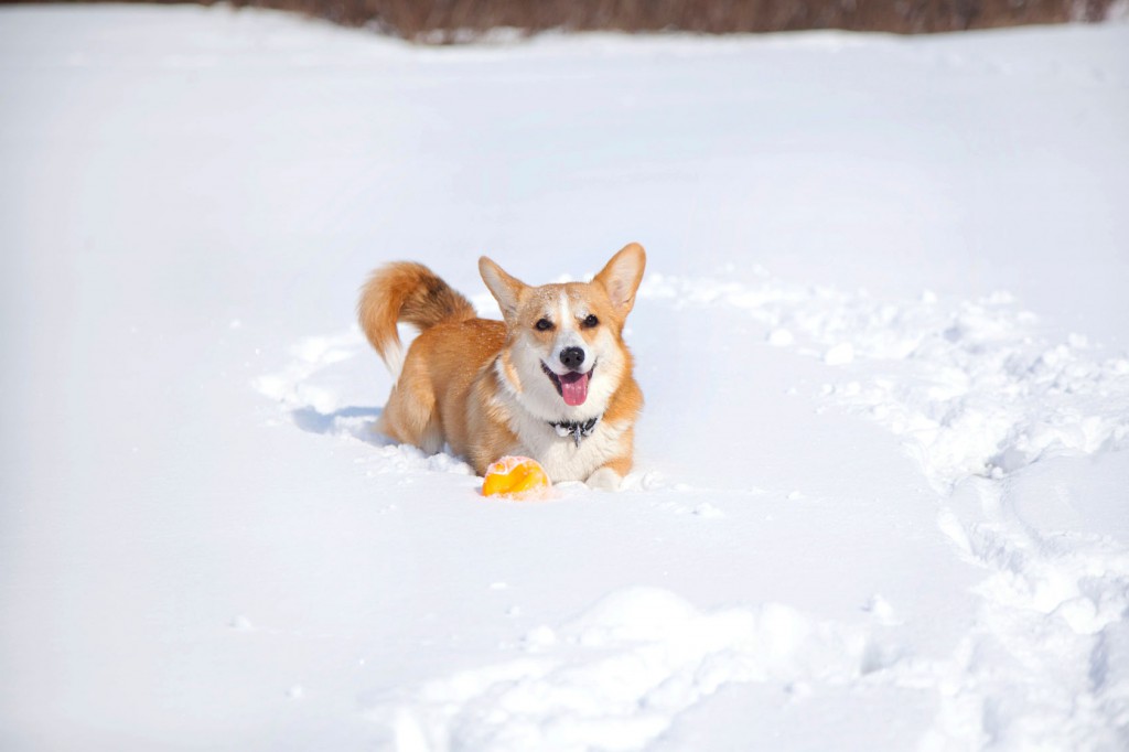 Какие породы собак можно содержать на улице зимой