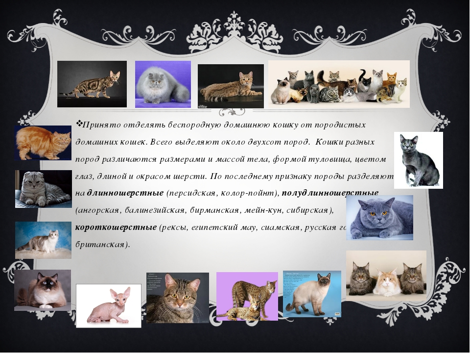 Беспородные кошки: внешний вид, особенности содержания и кормления, отличия дворовых котов - kotiko.ru