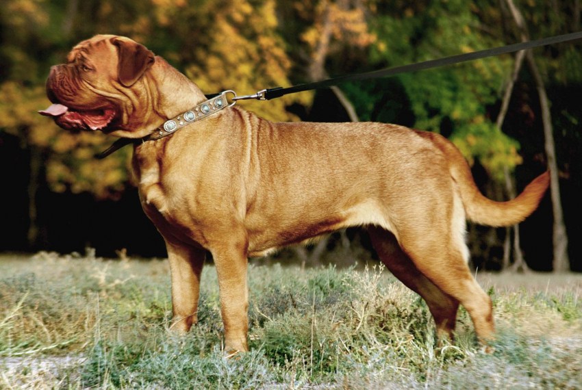 Бордосский дог: фото и описание породы, все о собаке французский мастиф, уход, характер собаки и щенка