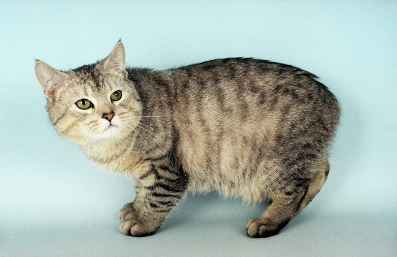 Мэнкс (мэнская кошка): описание внешности и характера, фото, цена котят. узнайте все о породе от а до я здесь!