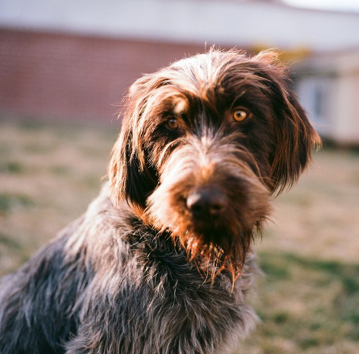 Бельгийский гриффон: порода собак, фото черного, цена щенка, характер