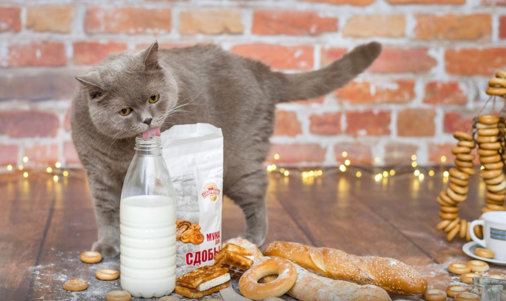 Лучшие корма для британских кошек 2021 года: сухие и влажные корма для котов, кошек и котят британской породы