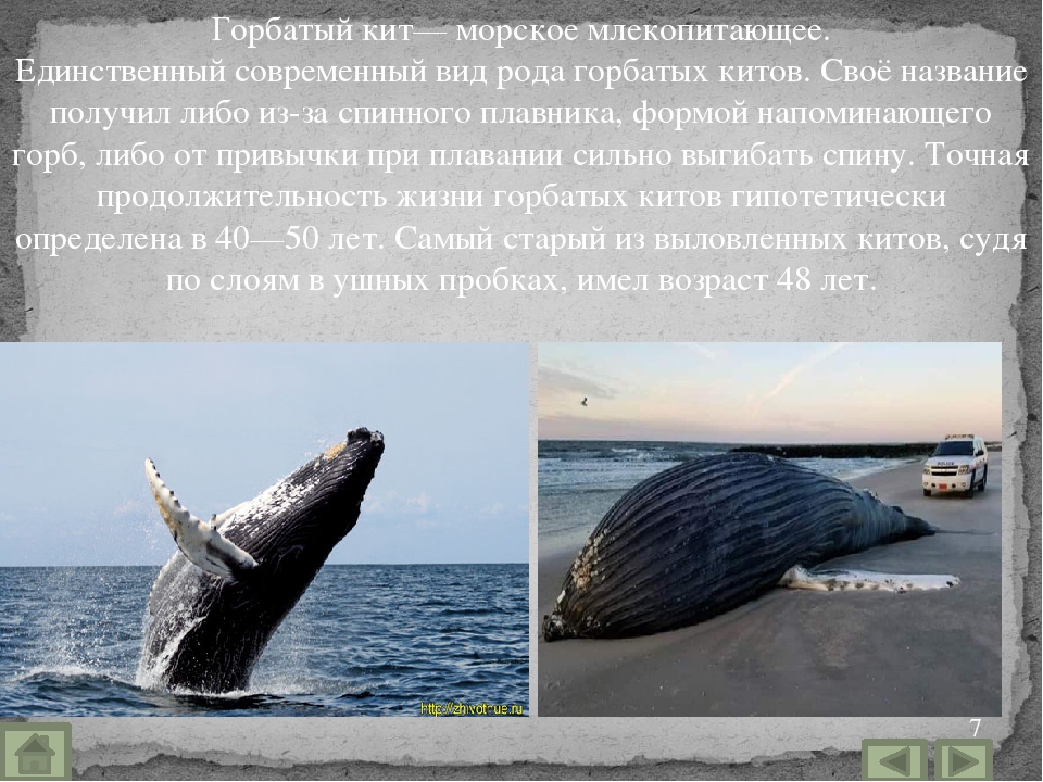 Горбатый кит | описания и фото животных | некоммерческий учебно-познавательный интернет-портал зоогалактика