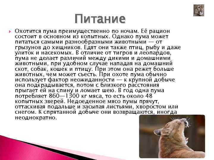 Проект про пуму