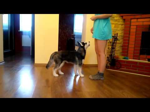 Как дрессировать собаку хаски в домашних условиях