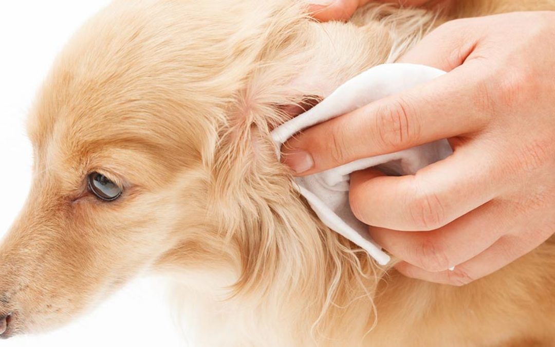 Как чистить уши собаке - пошаговое описание процедуры
