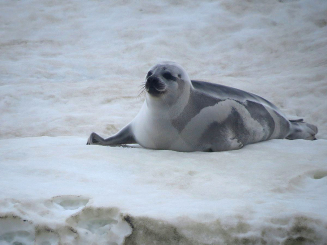Тюлень уэдделла: описание и образ жизни тюленя
