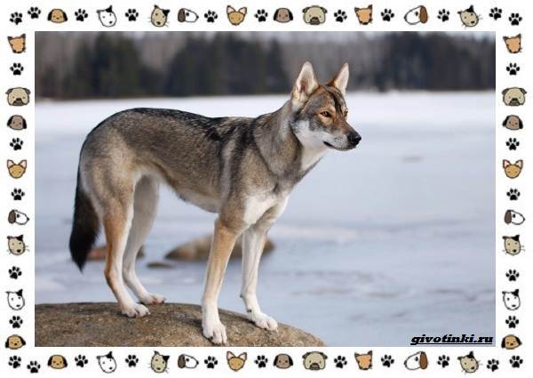 Волкособ — гибрид собаки и волка
