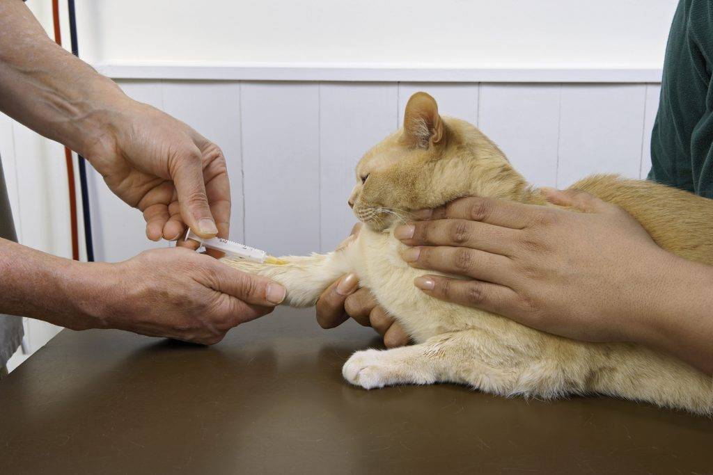 Вирусные инфекции у кошек, котов.