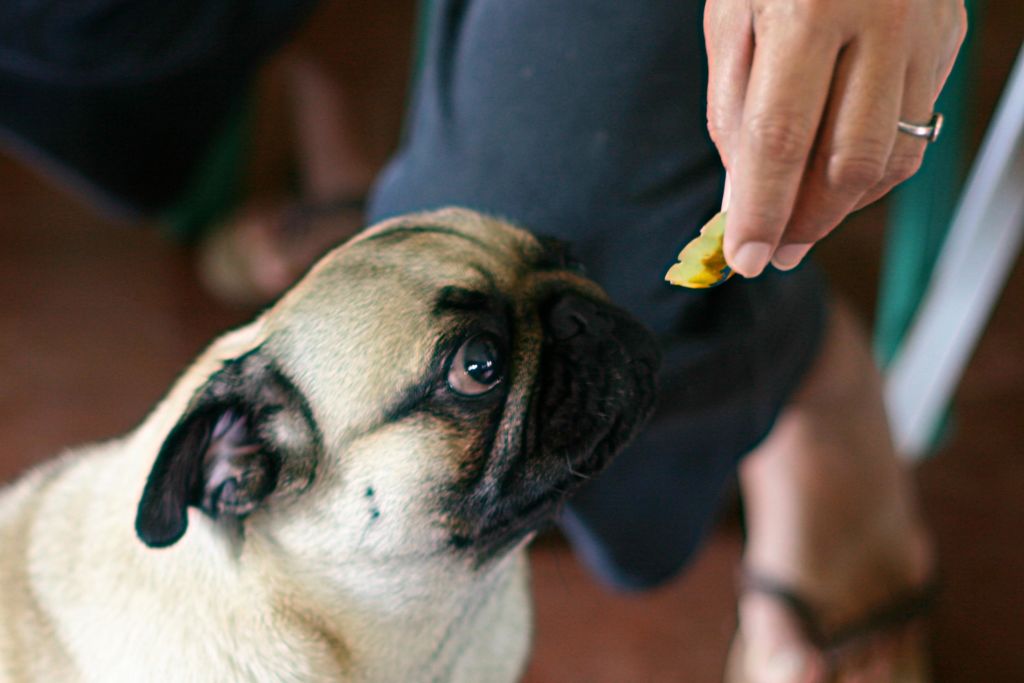 Уход за мопсом: как ухаживать за мопсом в домашних условиях | собаки мира