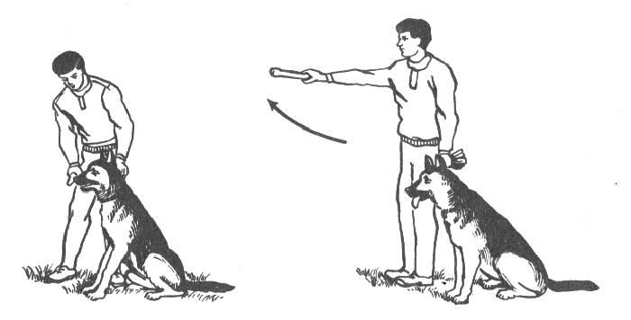 Как научить собаку команде «рядом!»: просто и понятно