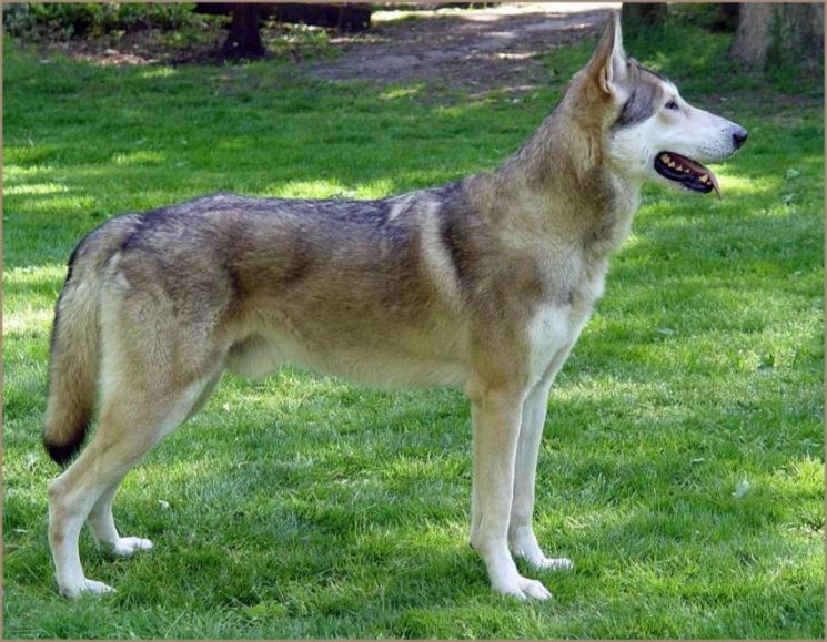 Чехословацкая волчья собака: характеристика породы, особенности воспитания и ухода (80 фото)
