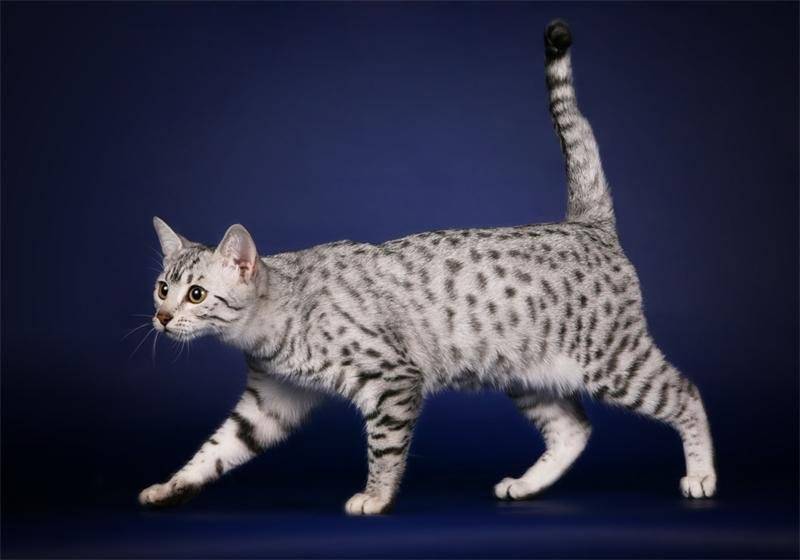 Египетская кошка ???? фото, описание, характер, факты, плюсы, минусы кошки ✔