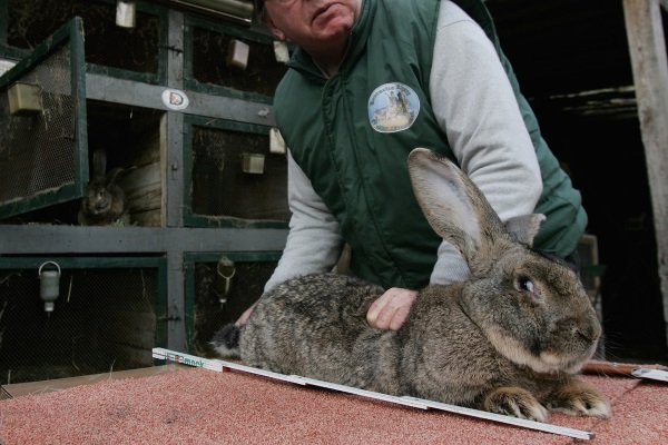 Лучшие породы кроликов на мясо. Кролик великан рекорд. Серый великан порода кроликов. Серый великан кролик. Кролики великаны мясных пород.
