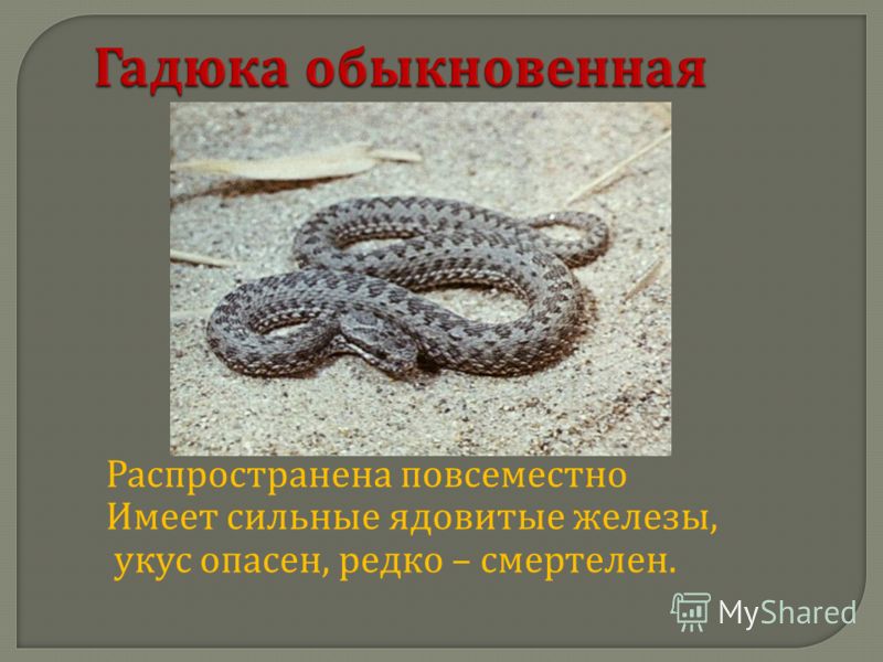 Описание змей ростовской области
