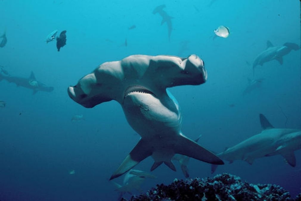 Обитатели атлантического океана акулы