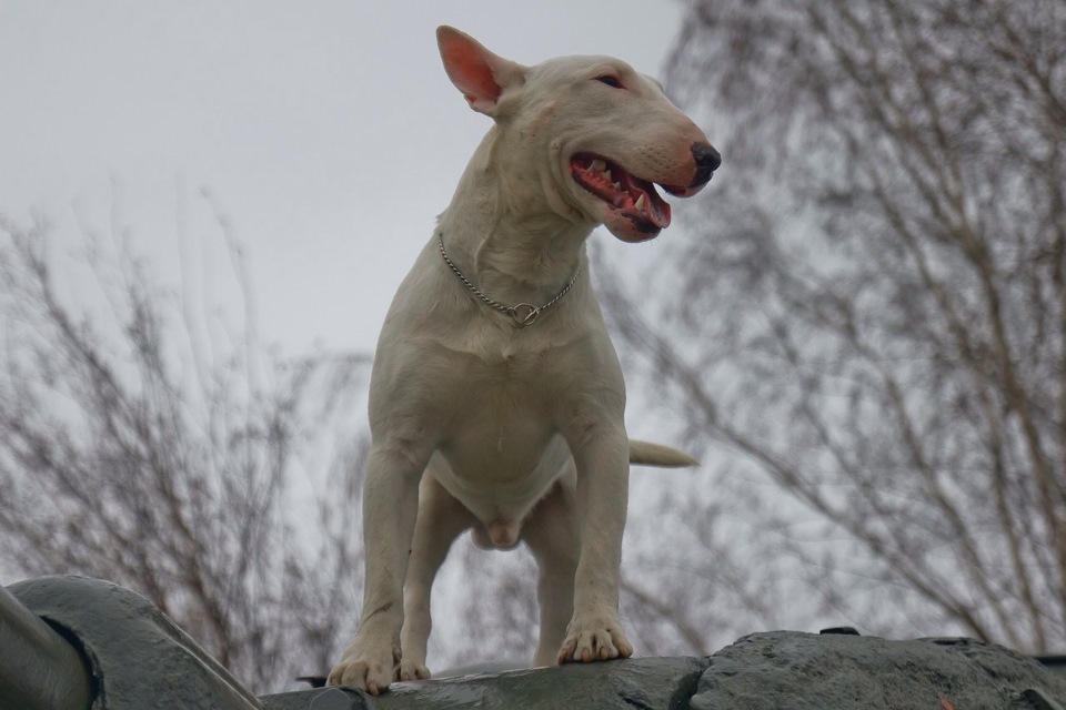 10 самых злых пород собак в мире, назвали кинологи