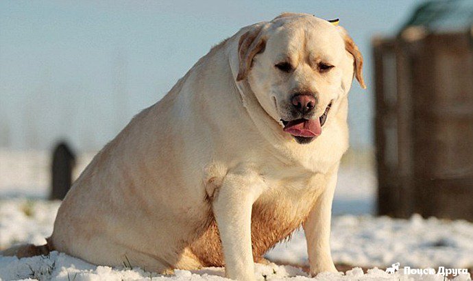Ожирение и болезни собак, связанные с лишним весом
