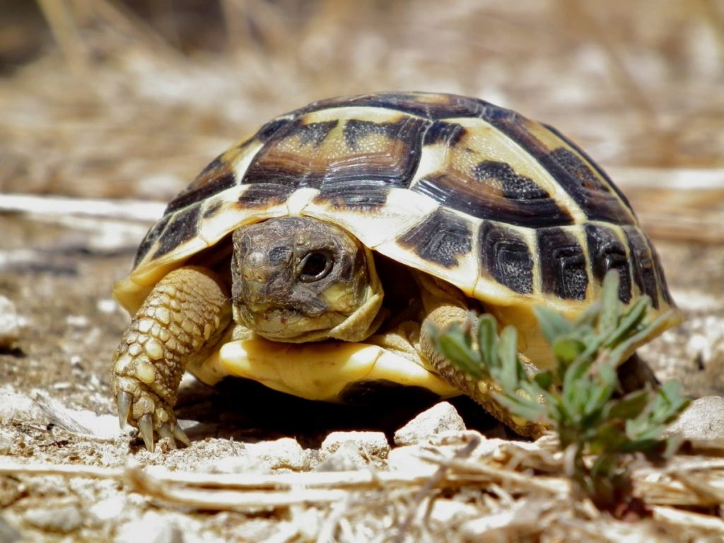 Сухопутные черепахи виды и названия с фото