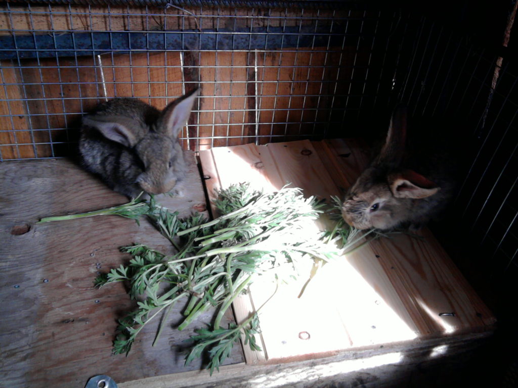 Кролик умер: почему дохнут зимой и что делать