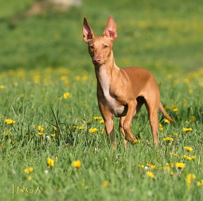 Чирнеко дель этна: описание породы собак с фото и видео