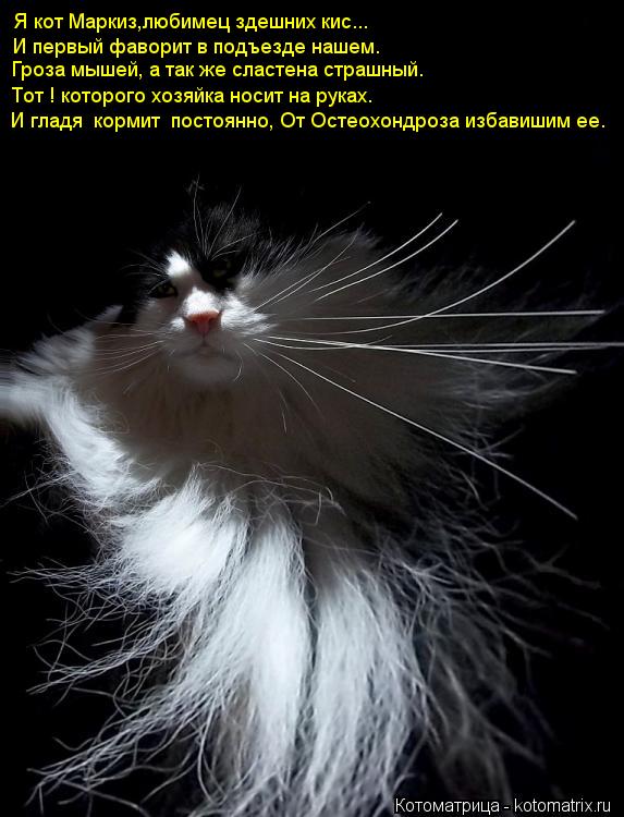 Почему кошки откликаются на «кис-кис»