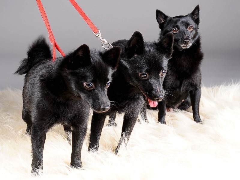 Шипперке — описание породы, фото щенков и взрослых собак, цена и характер породы