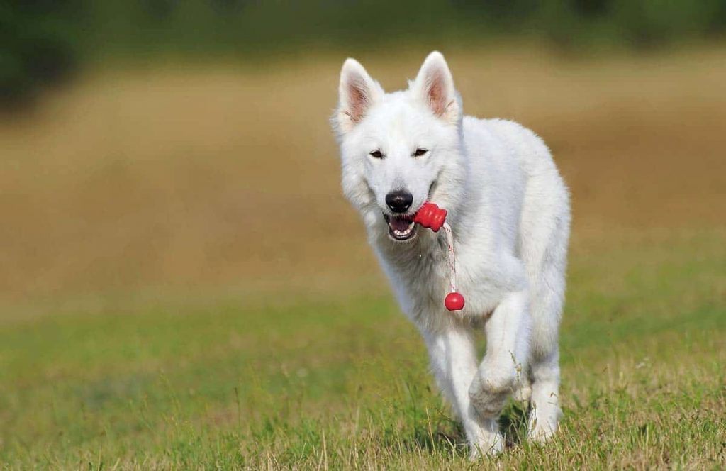 Бшо белая швейцарская овчарка собака. описание, уход и цена породы