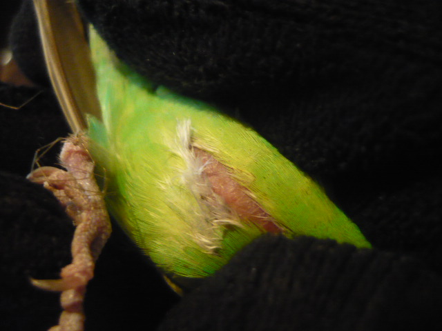 Опухоль, шишка или липома у волнистого попугая