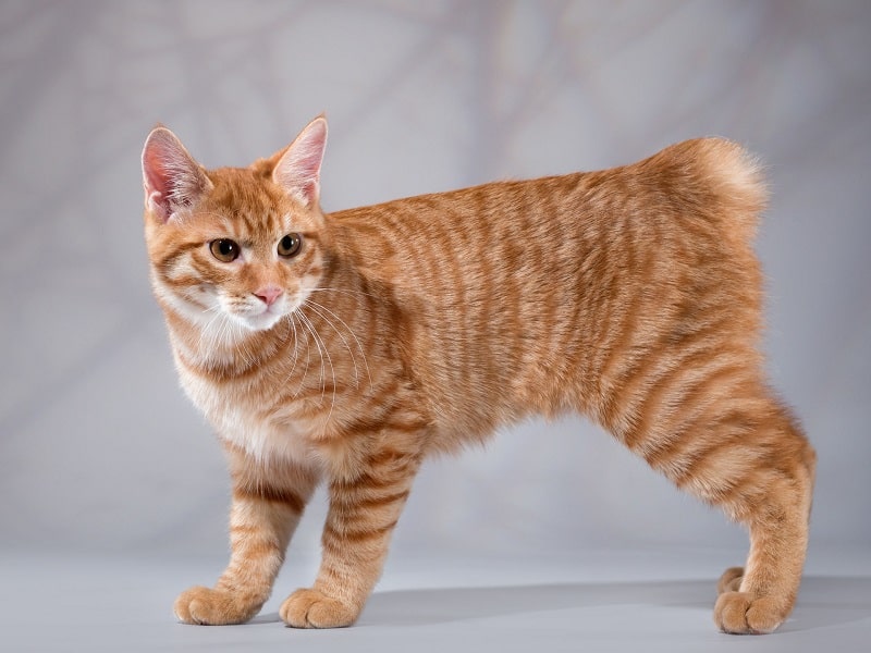 Мэнкс (31 фото): описание кошек породы мэнкс. особенности разведения длинношерстных котов. варианты окраса