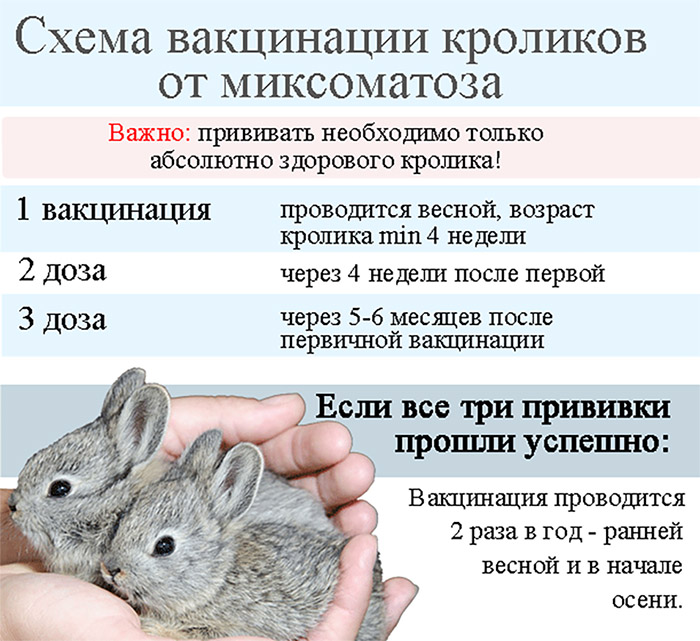 Вакцинация кроликов: какие прививки, когда делать?