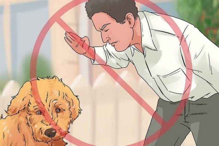 Почему собака дергает лапой, когда ее чешут? | новости | публикации - petstory