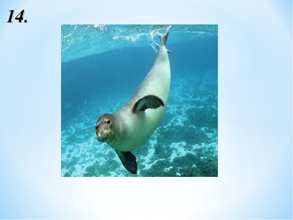 Гавайский тюлень-монах - hawaiian monk seal - abcdef.wiki