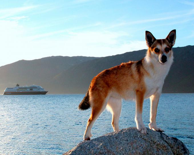 Лундехунд - стандарт породы, как содержать и ухаживать за норвежской собакой, выбор щенков и дрессировка, цены, фото и отзывы